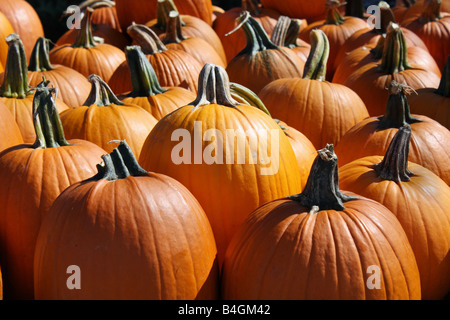 Orange pumpkins selling at frarmers market close up outdoor sales overhead from above top view pictures images photos horizontal in Ohio USA US hi-res Stock Photo