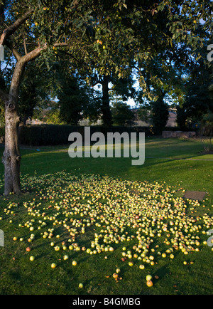 Fallen apples on the lawn Stock Photo