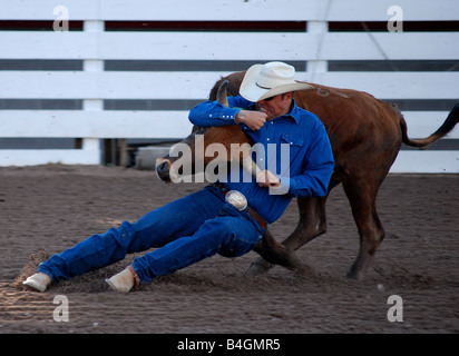 steer wrestler Denver Gilbert wrestlign a steer in 13.6 seconds at Cheyenne Frontier Days in Cheyenne, Wyoming Stock Photo