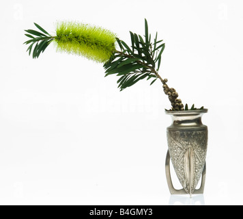 Callistemon pachyphyllus  Green Bottlebrush Stock Photo