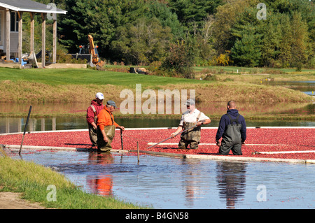 Men working in water harvesting cranberries from New England bogs in fall Stock Photo