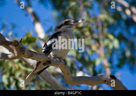 Australian Laughing Kookaburra, Dacelo gigas novaeguineae Stock Photo