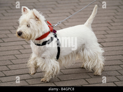 Dog West Highland White Terrier Stock Photo