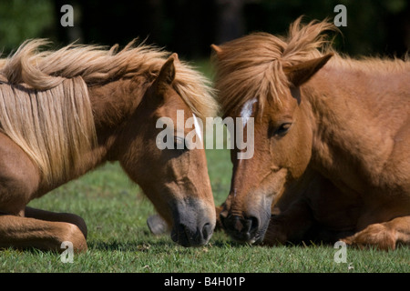 Ponies smell the grass Stock Photo