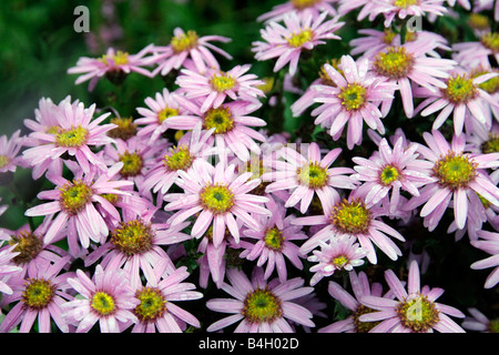 ASTER AMELLUS PINK ZENITH SYN ASTER AMELLUS ROSA ERFULLUNG Stock Photo