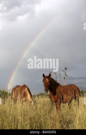 Horses with rainbow, Arizona, USA Stock Photo