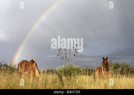 Horses with rainbow, Arizona, USA Stock Photo