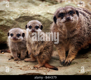 Mother Meerkat keeps a close eye on her two new baby meerkats whose names haven t been decided due to the genders not being found out yet Edinburgh Zoo March 2000 Stock Photo