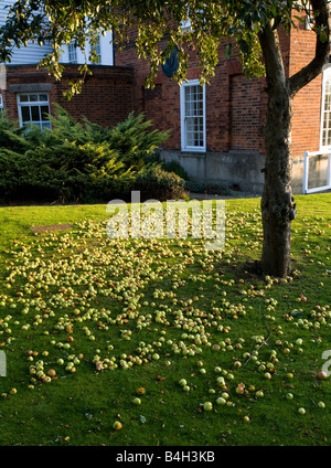 Fallen apples on the lawn Stock Photo