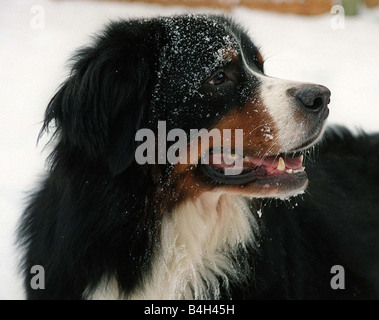 Bernese Mountain Dog Sam enjoys the cold snap during the first weekend in February 2003 Bernese are swiss farm dogs used to pull milk churns to the cheese factory and body dogs searching for people in the snow Stock Photo