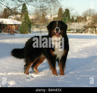 Bernese Mountain Dog Sam enjoys the cold snap during the first weekend in February 2003 Bernese are swiss farm dogs used to pull milk churns to the cheese factory and body dogs searching for people in the snow Stock Photo