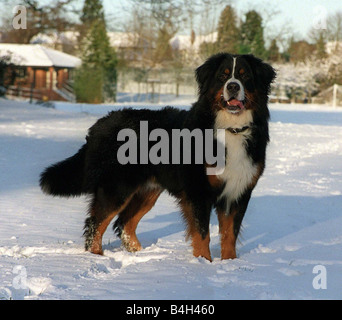 Bernese Mountain Dog Sam enjoys the cold snap during the first weekend in February 2003 Bernese are swiss farm dogs used to pull milk churns to the cheese factory and body dogs searching for people in the snow Stock Photo