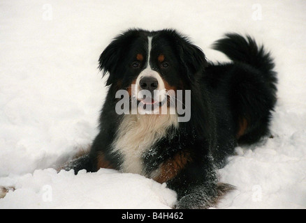 Bernese Mountain Dog Sam enjoys the cold snap during the first weekend in February 2003 Bernese are swiss farm dogs used to pull milk churns to the cheese factory and body dogs searching for people in the snow Stock Photo