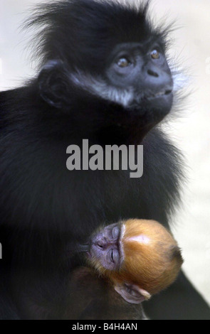 Baby Monkey at Belfast Zoo May 2003 One of the newborn Francois Langur monkies feeding in Belfast Zoo Stock Photo