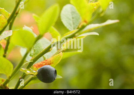 Blueberry growing on tree Stock Photo