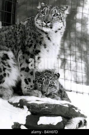 Snow leopards in the snow at Marwell zoo leopard and cub January 1982 Mirrorpix Stock Photo