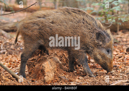 Close-up of Wild Boar (Sus Scrofa) foraging in forest Stock Photo
