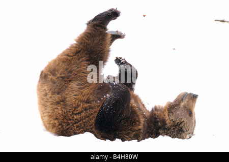 Close-up of Brown bear (Ursus arctos) lying in snow Stock Photo