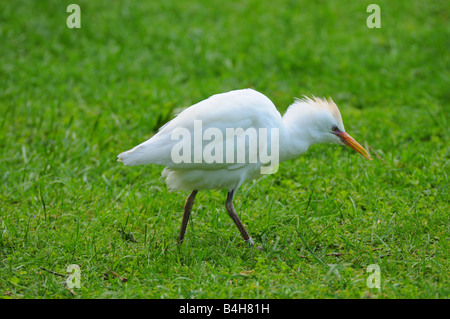 Close-up of Cattle egret (Bubulcus ibis) walking in field Stock Photo