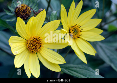 HELIANTHUS LEMON QUEEN AGM Stock Photo