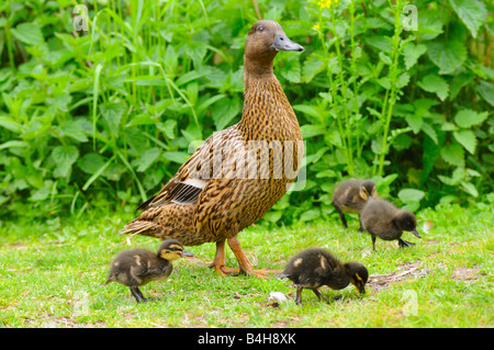 Close-up of Mallard (Anas platyrhynchos) duck with its ducklings in field Stock Photo