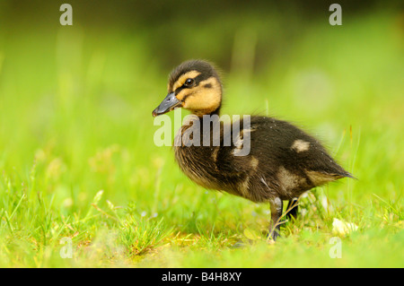 Close-up of Mallard (Anas platyrhynchos) duckling in field Stock Photo