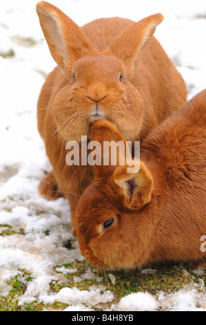 Two red rabbits Stock Photo - Alamy