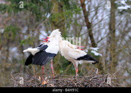 Two White Storks (Ciconia Ciconia) standing on its nest Stock Photo