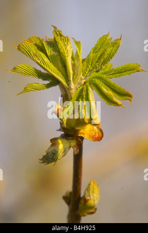 Close-up of chestnut tree's leaves Stock Photo