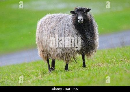 Close-up of sheep standing in field Stock Photo