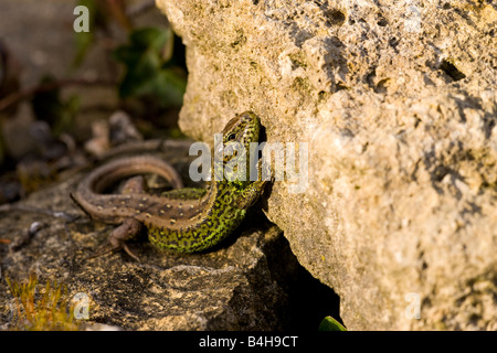 Close-up of Sand Lizard (Lacerta agilis) on rock Stock Photo