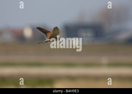 Common Kestrel (Falco tinnunculus) in flight Stock Photo