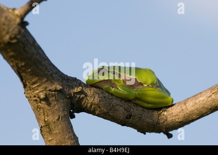 Close-up of European tree frog (Hyla arborea) on tree Stock Photo