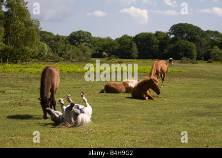 Horses all over the place Stock Photo