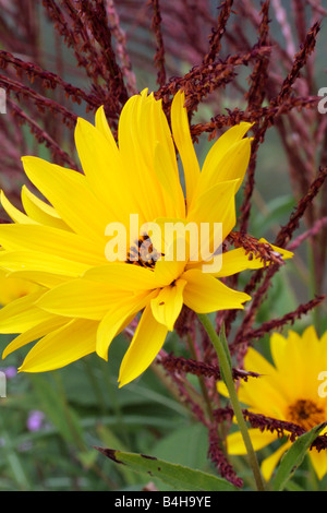 HELIANTHUS MONARCH AGM AND MISCANTHUS SINENSIS ROTSILBER IN LATE SEPTEMBER Stock Photo