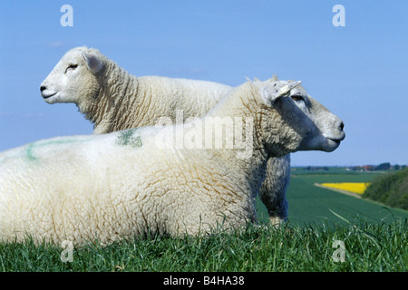 Close-up of sheep resting with lamb in field, Schleswig-Holstein, Germany Stock Photo