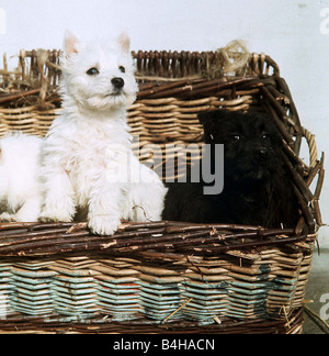 West Highland White and Scottish Terrier pups February 1967 Stock Photo