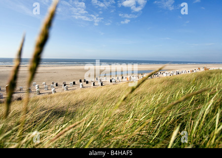 Tall grasses swaying in wind on beach, Spiekeroog, Frisian Islands, Germany Stock Photo
