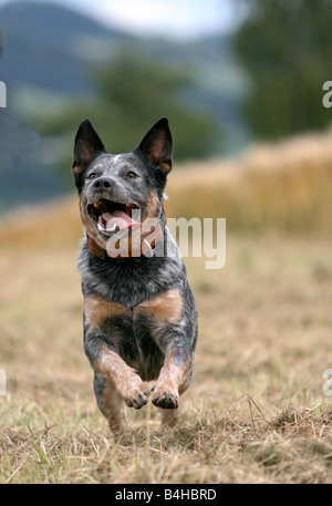 Australian Cattle Dog running in field Stock Photo