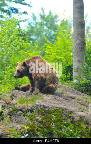 Grizzly bear (Ursus arctos horribilis) sitting on rock in forest, Bavarian Forest, Bavaria, Germany Stock Photo