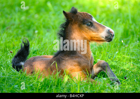 Foal sitting in field, Styria, Austria Stock Photo