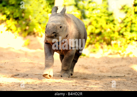 Rhinoceros calf in forest Stock Photo