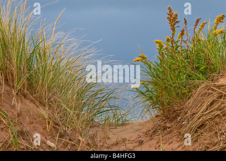 Goldenrod and marram grass growing in the dunes. Stock Photo