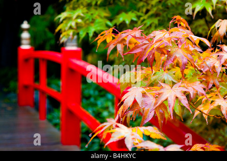 Maple leaves begin to turn red at the beginning of autumn in front of a red Japanese style bridge railing at Kubota Gardens. Stock Photo