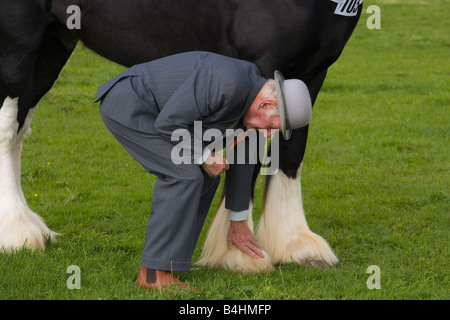 Shire Horse Judging Norfolk UK September Stock Photo