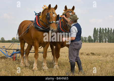 Adjusting Harness on pair of Suffolk Punch horses Norfolk UK September Stock Photo