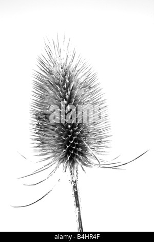 Black and white image of a Teasel (Dipsacus fullonum) seedhead. Stock Photo