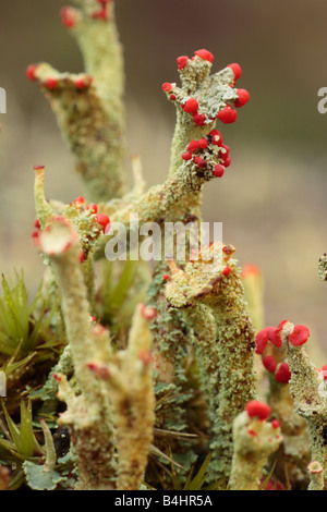 'Swan Vesta' Lichen (Cladonia floerkeana) fruiting bodies growing on a tree stump. Powys, Wales. Stock Photo