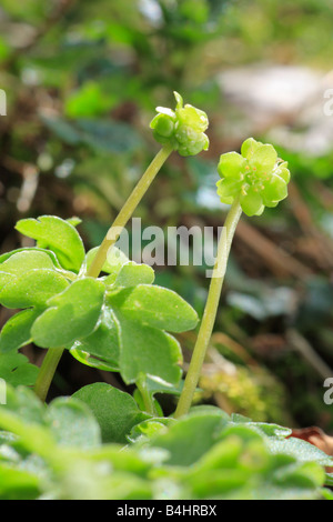 Flowers of Moschatel or Town Hall Clock (Adoxa moschatellina). Powys, Wales, UK. Stock Photo