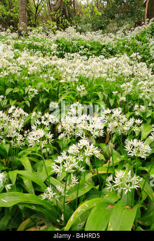 Flowers of Ramsons or Wild Garlic (Allium ursinum). Powys, Wales, UK. Stock Photo